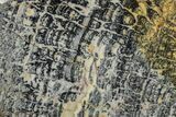 Proterozoic Columnar Stromatolite (Asperia) Section - Australia #239975-1